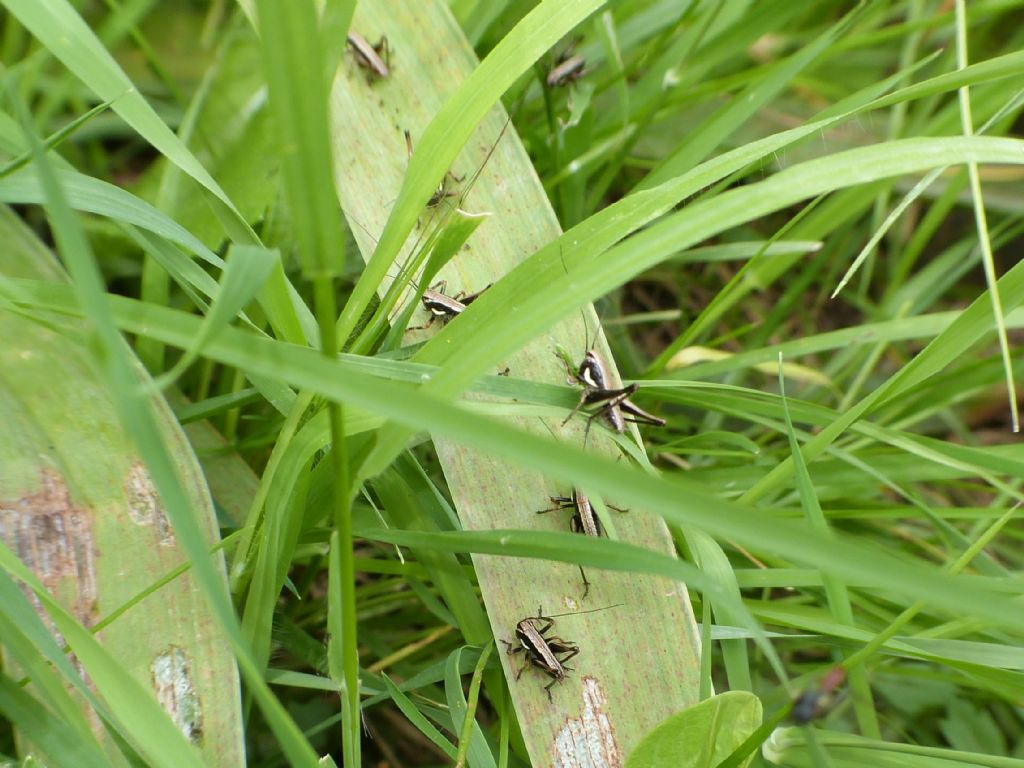 Tettigoniidae - Pholidopterasp. ?